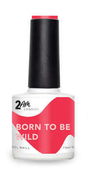 born-to-be-wild_Widget